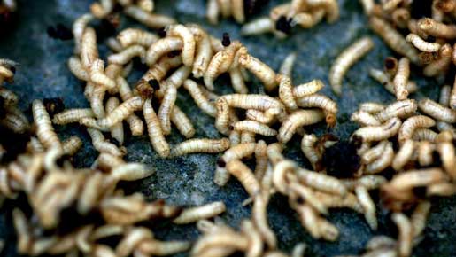 Sex tips för att slippa larver och ohyra